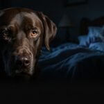 Title: Her Dog Started Acting Strange at 3AM — Doctors Say It Saved Her Life